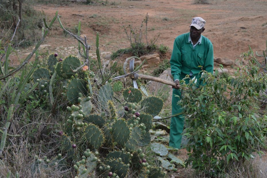 <strong>Waging a war:</strong> Locals have been waging a war to control the prickly pest for years, but with limited success. Mechanical removal risks spreading the cactus further if parts of the plant break off and re-root.  