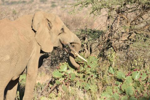 <strong>Injured elephants:</strong> Elephants snack on the fruit of the invasive cactus but can ingest sharp spines that lodge in their mouth, stomach lining and intestine, causing painful abscesses.   