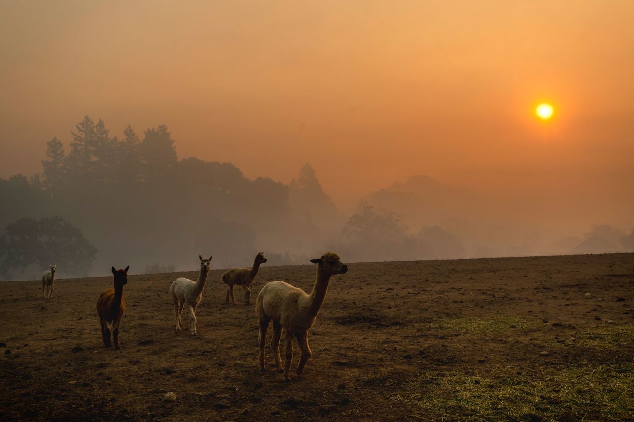 Smoke from the Kincade Fire hangs over Healdsburg as farm animals graze in a pasture on October 28.