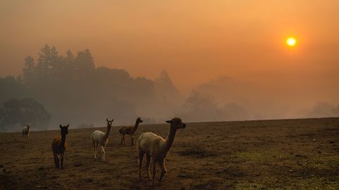 Smoke from a wildfire called the Kincade Fire hangs over Healdsburg, Calif., as farm animals graze in a pasture on Monday, Oct. 28, 2019. (AP Photo/Noah Berger)