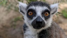 Isaac, a 33-year-old ring-tailed lemur, was stolen from the Santa Ana Zoo in 2018.