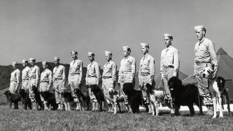 1942: A dozen dogs and soldiers stand in formation for their inspection after grooming to be inducted into the US Army at the Canine Reception Center in Front Royal, Virginia. 