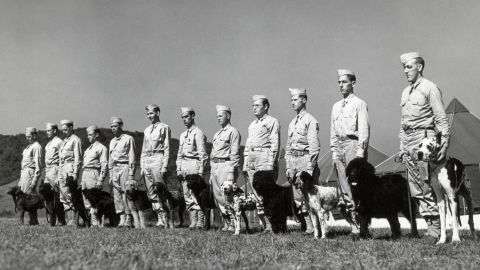 1942: A dozen dogs and soldiers stand in formation for their inspection after grooming to be inducted into the US Army at the Canine Reception Center in Front Royal, Virginia.