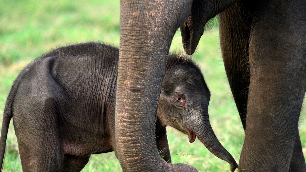 There are up to 5,000 elephants left in Sri Lanka.