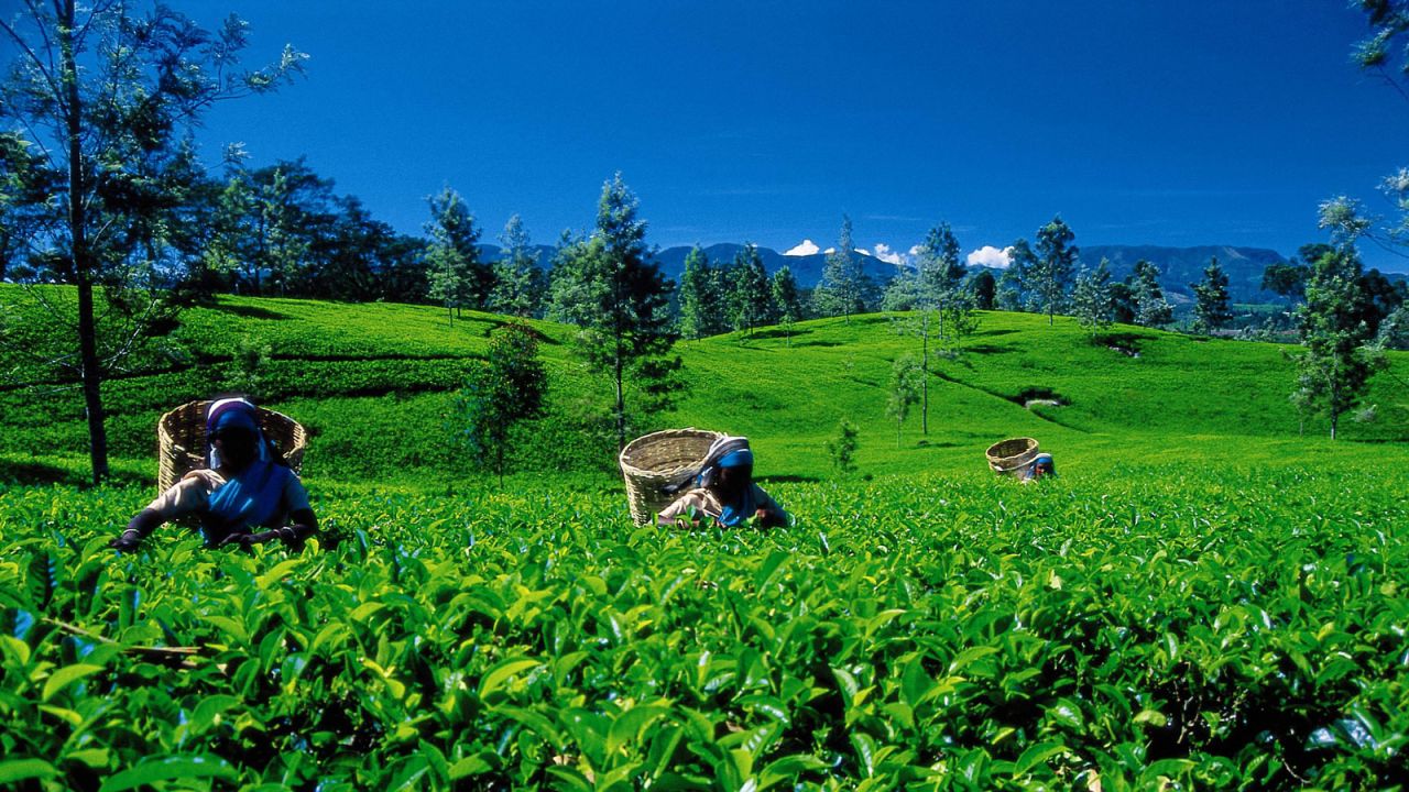 <strong>Tea plucking: </strong>Sri Lanka's world famous tea production is one of its main sources of income.