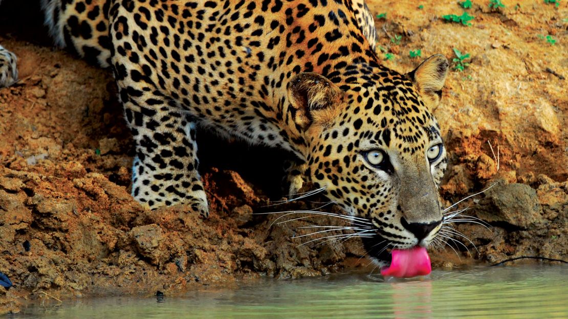 Sri Lanka's Yala National Park has the highest reported leopard density in the world.