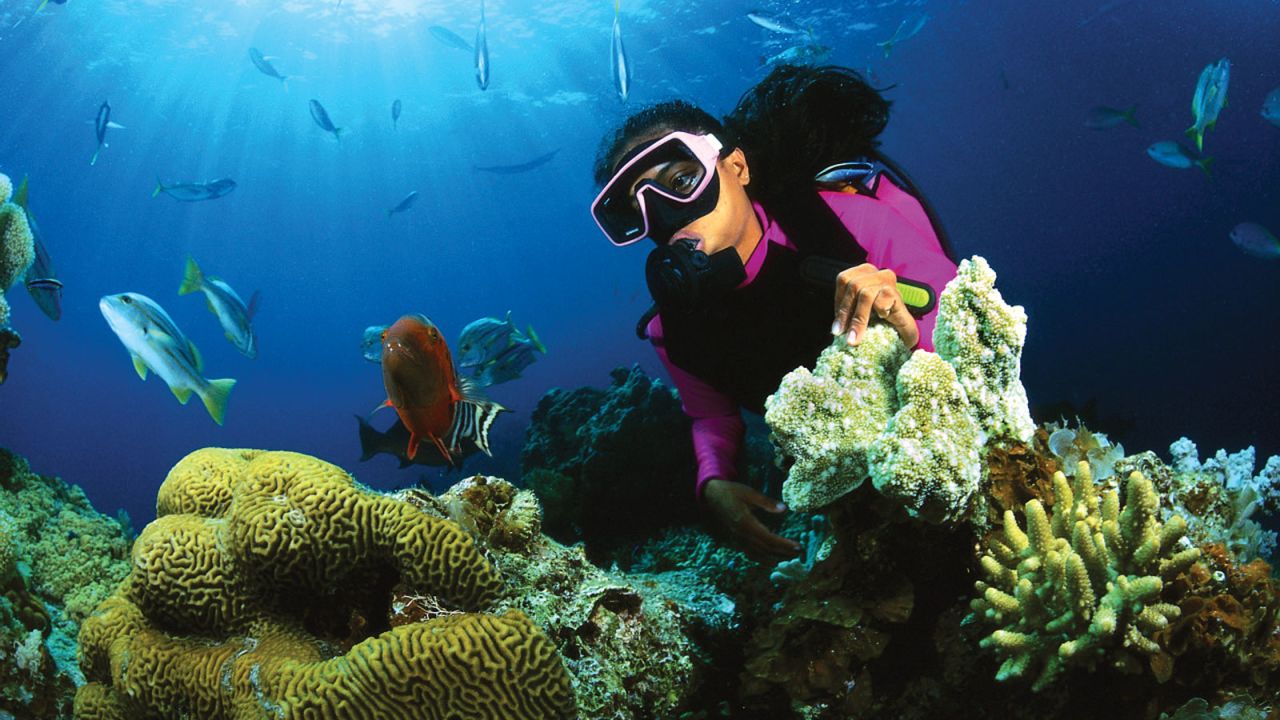 coral шри ланка