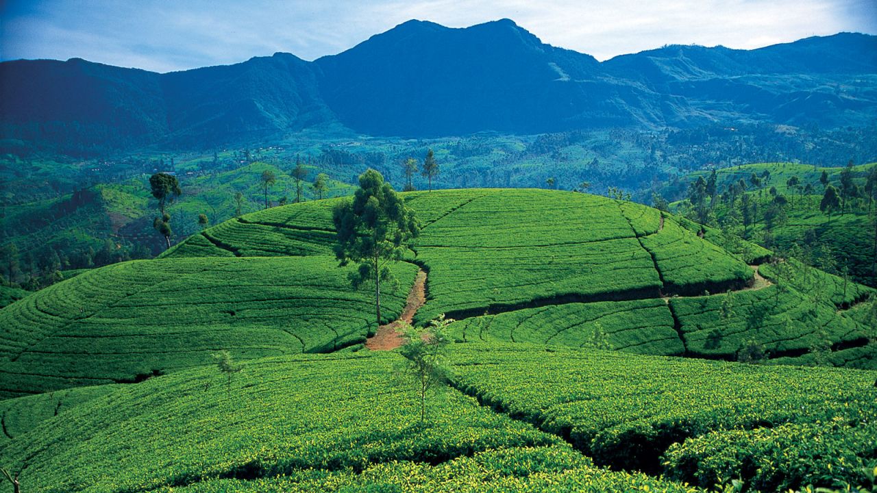 Tea plantations cloak Sri Lanka's hill country. They occupy much of what was once prime leopard habitat.