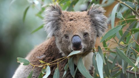 Australia's koalas are in serious decline, experts say, with as few as 43,000 left in the wild.