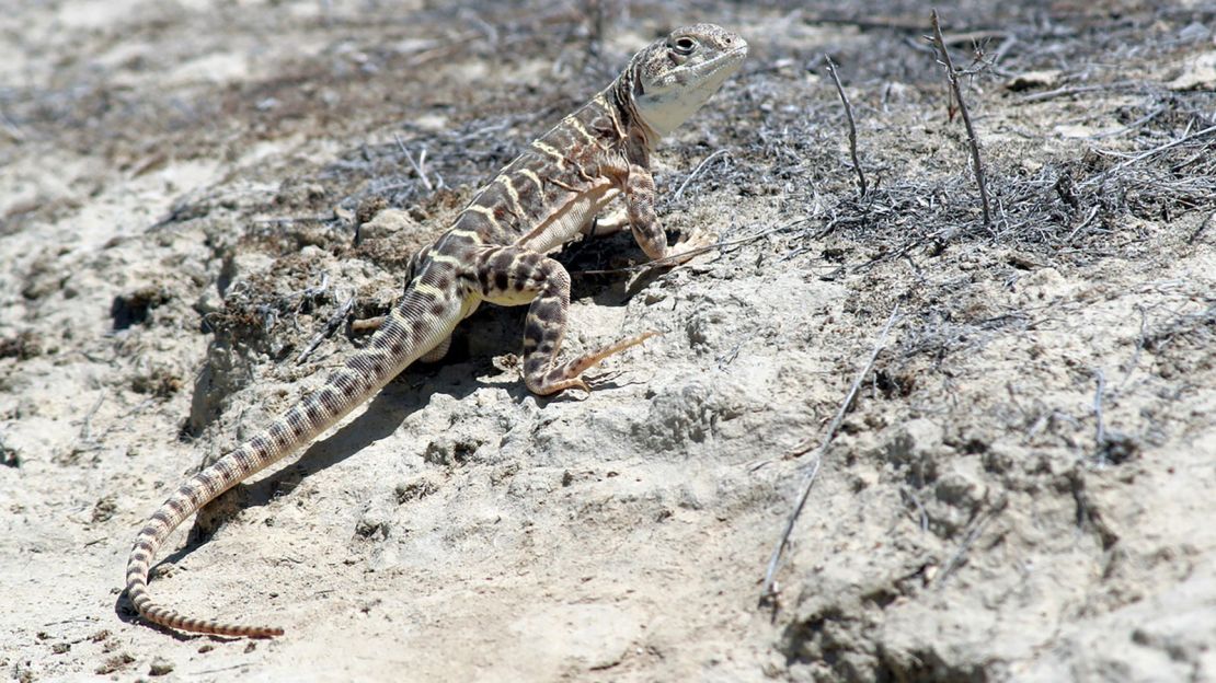 The endangered blunt-nosed leopard lizard.