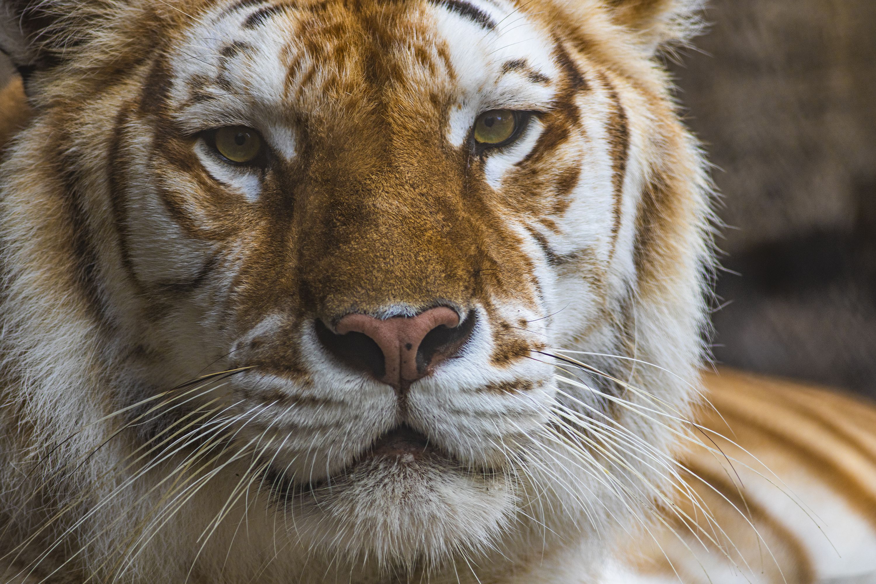 Six Notorious Tiger Poachers Have Been Caught in the Act — Species Unite