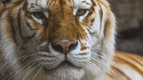 Bala, a 13-year-old Bengal tiger, died at Busch Gardens Tampa Bay after a fight with her brother. 
