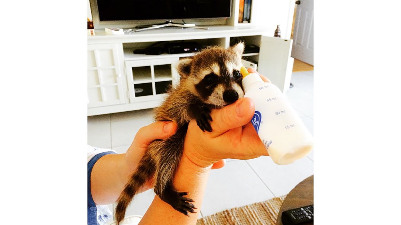 Pumpkin got online as a wee babe with a broken leg. Her following quickly grew from there.