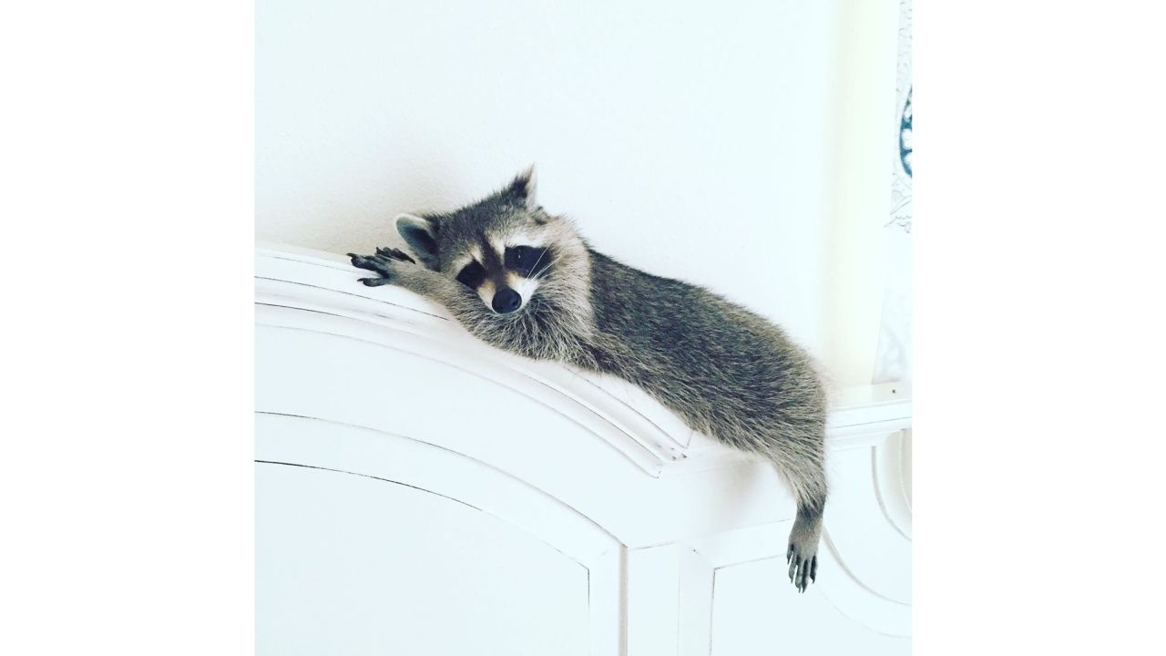 Pumpkin hangs out in a precarious pose along a headboard. She loved to sleep and look cute doin' it.