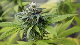 A large green flowering bud on a marijuana plant. Marijuana plant at flowering stage growing outdoor. Medical marijuana with marijuana bud.; Shutterstock ID 722616232; Job: CNN Photos