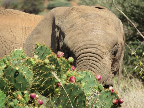 <strong>Human-elephant conflict: </strong>The relentless spread of the cactus close to human settlements is causing a spike in human-elephant conflict. 