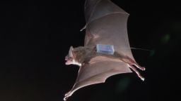 A vampire bat carrying a proximity sensor to study its social behavior in the wild.