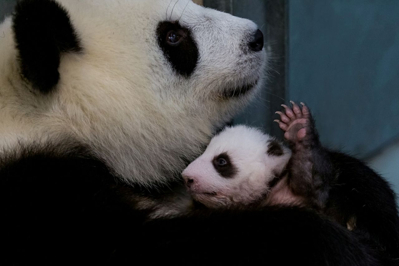 Panda Meng Meng holds one of her twins at a zoo in Berlin on Thursday, October 24.