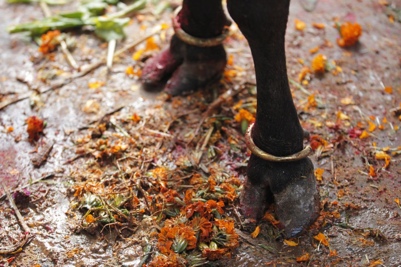 A cow's feet is decorated with bangles during the Tihar festival in Kathmandu, Nepal, on Monday, October 28. Cows are considered sacred by Hindus, and they are worshipped during the Tihar festival, one of the most important festivals dedicated to the Hindu goddess of wealth.