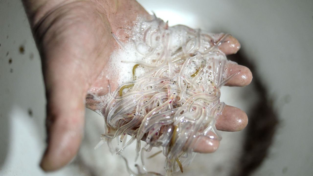 A fisherman shows a handful of baby European eels in this 2015 file photo. 