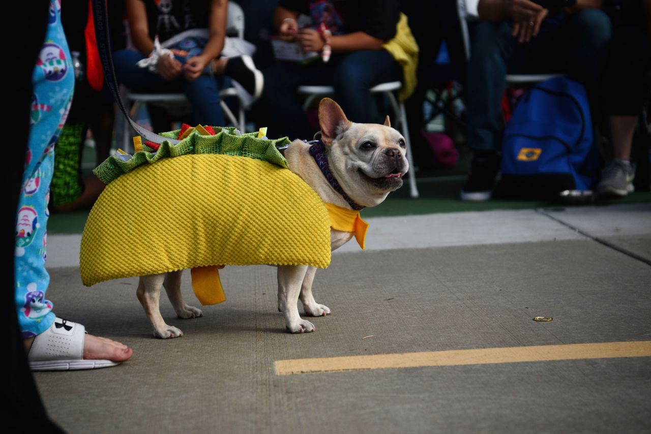 A French bulldog wears a taco costume during a Halloween parade in Long Beach, California, on Sunday, October 27.