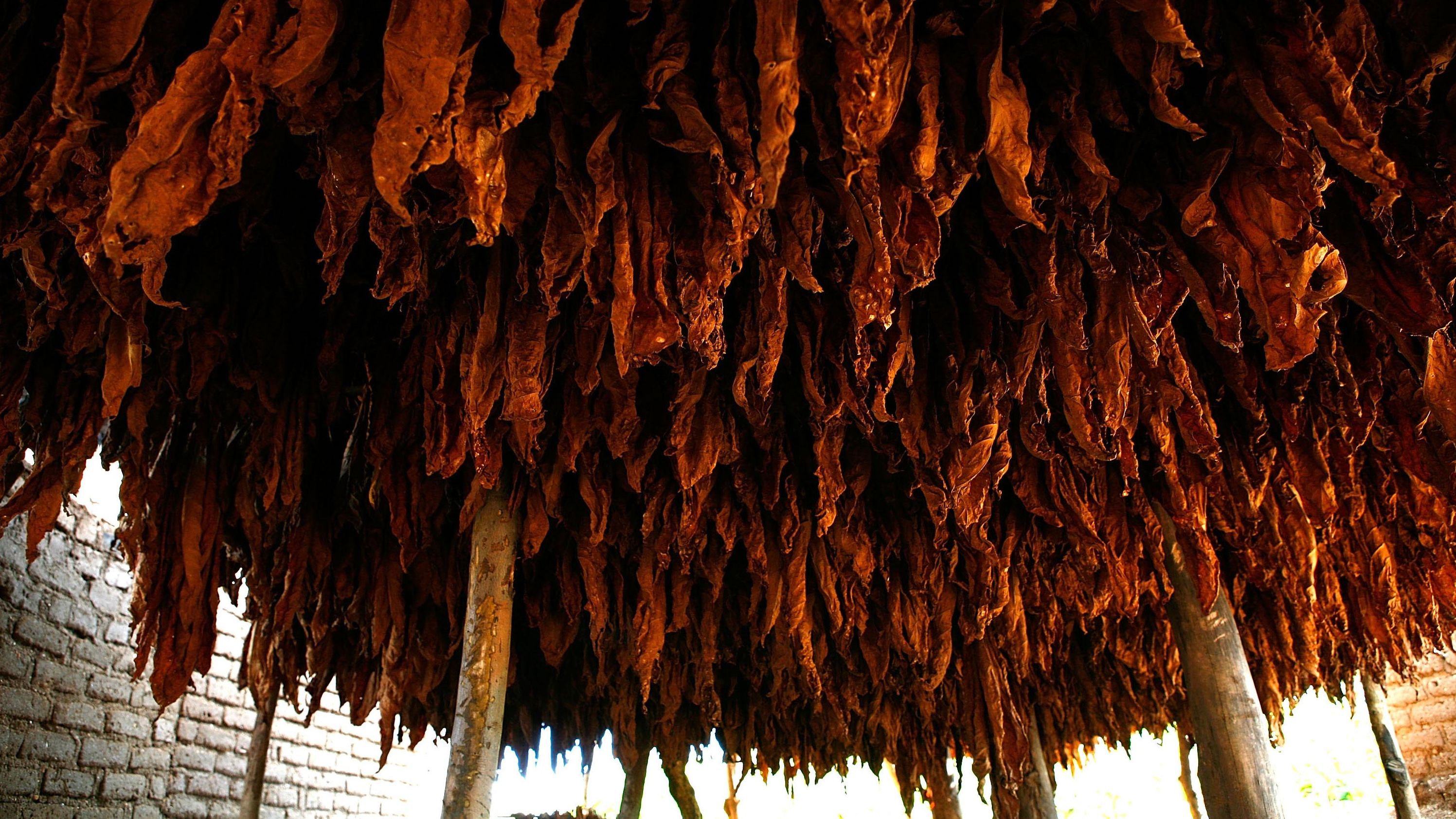  Tobacco, Malawi's biggest export, hangs April 5, 2009 in Chinkota Village, Lilongwe, Malawi.