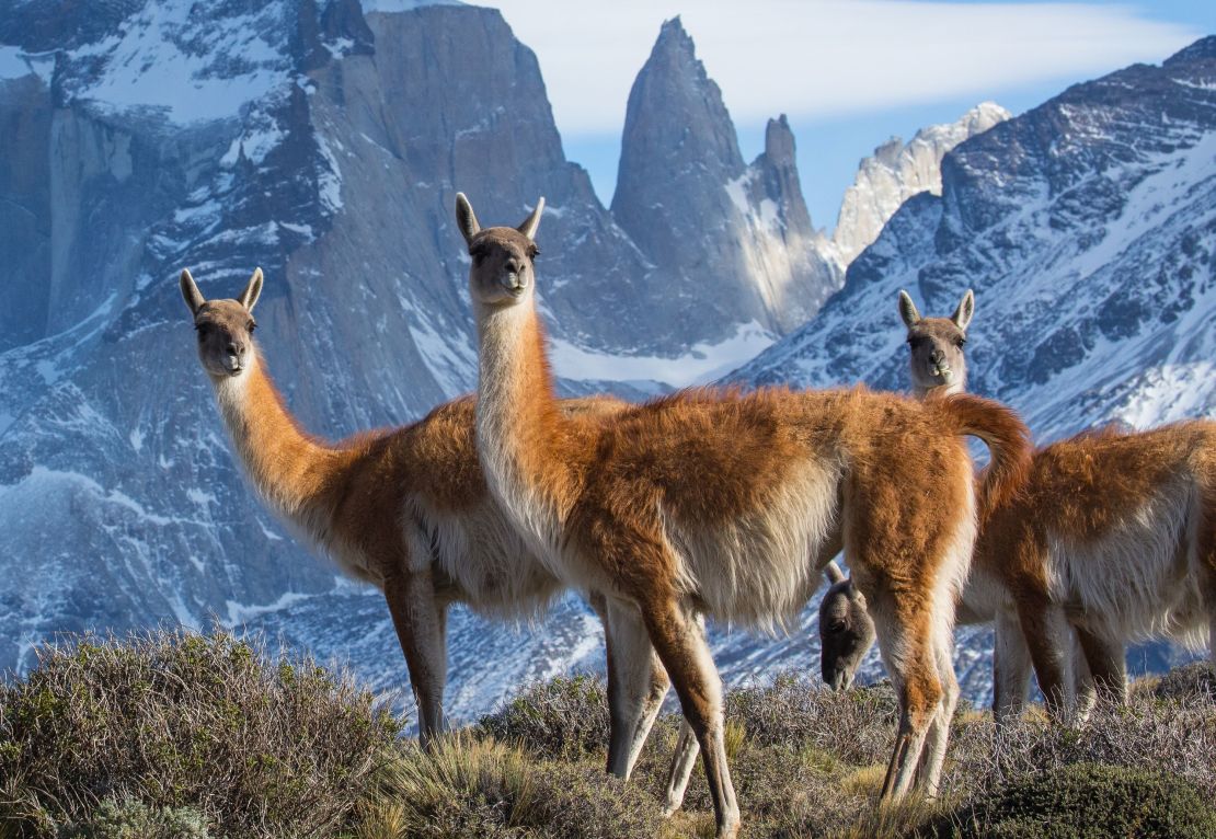 A scene from BBC America's nature documentaries presented under the "Wonderstruck:" banner.