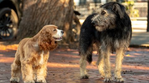 'Lady and the Tramp'