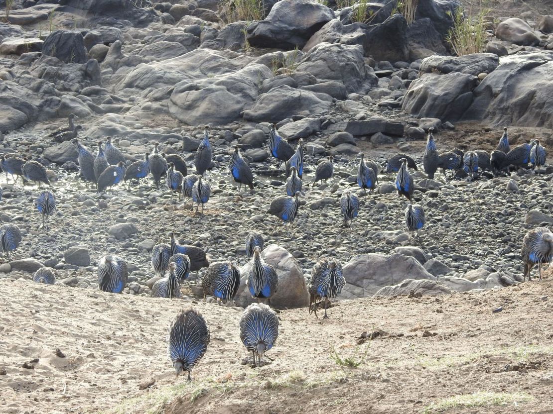 Groups of vulturine guinea fowl can become very large, and when multiple groups come into contact the number of birds moving together can reach into the hundreds. However, when these 'super-groups' eventually split, they do so back into their original stable group units, meaning that individuals are knowledgeable about who is part of their group and who is not.