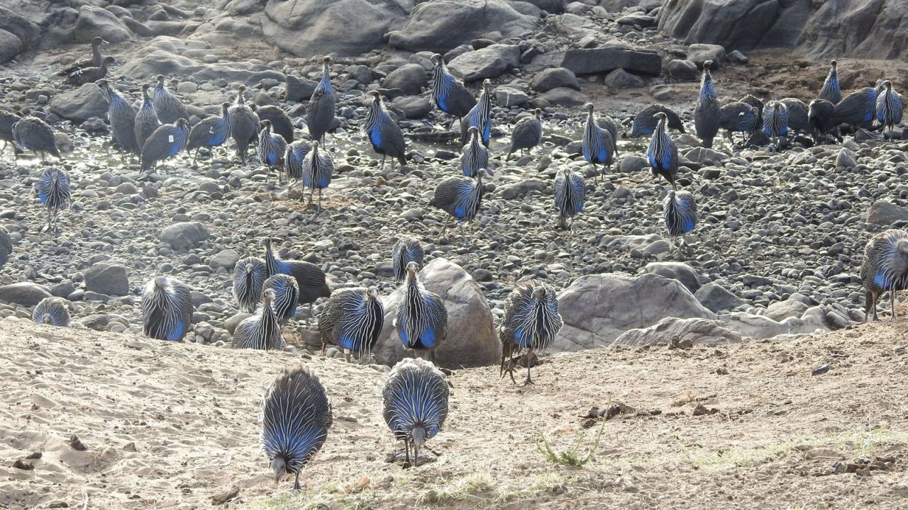 Groups of vulturine guinea fowl can become very large, and when multiple groups come into contact the number of birds moving together can reach into the hundreds. However, when these 'super-groups' eventually split, they do so back into their original stable group units, meaning that individuals are knowledgeable about who is part of their group and who is not.