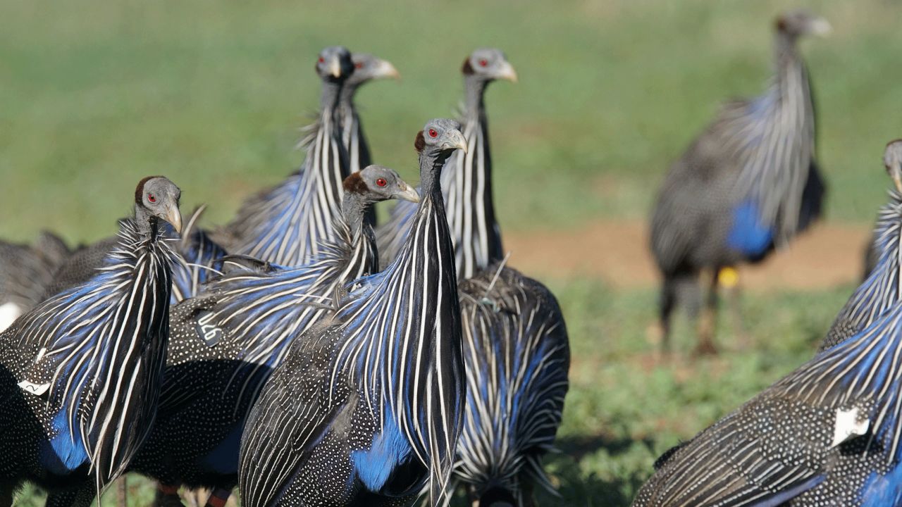 Vulturine guineafowl move in highly cohesive groups.