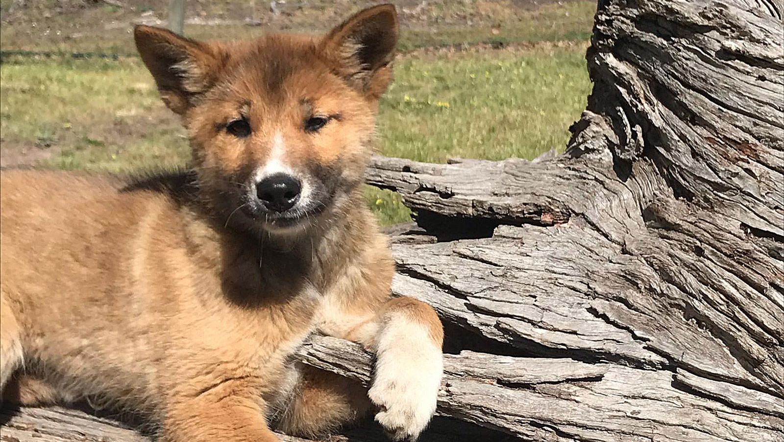 verdrietig verdrietig Beperking Stray puppy left in rural Australian yard found to be purebred dingo | CNN