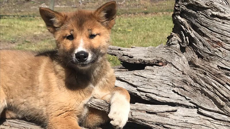 Stray puppy found in rural Australian backyard is actually a purebred dingo  | CNN