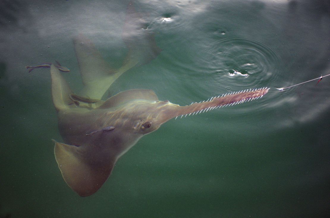 A sawfish is seen in the waters of the Florida Keys on August 5, 2015.