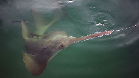A sawfish is seen in the waters of the Florida Keys on August 5, 2015.