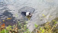 01 freezing lake dog rescue