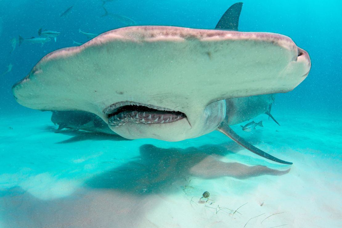 A hammerhead shark's head shape acts like sweeping a metal detector across the sand, using their ability to sense electromagnetic fields in order find prey that's buried under the sand.