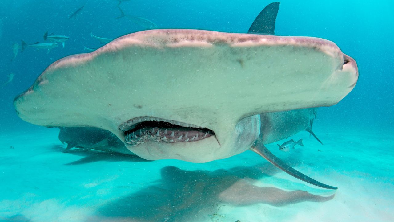 A hammerhead shark's head shape acts like sweeping a metal detector across the sand, using their ability to sense electromagnetic fields in order find prey that's buried under the sand.