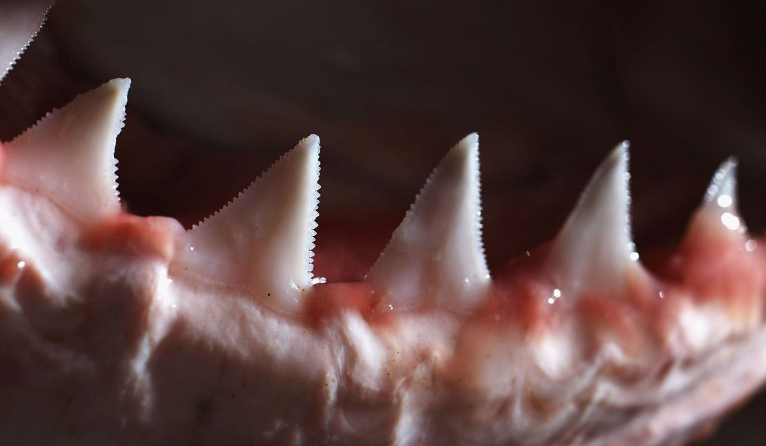 The teeth and jaw of a Great White Shark are displayed in Sydney, Australia. Many sharks today evolved to have triangular teeth that were flat and serrated like a steak knife, which helps them bite off chunks of prey.