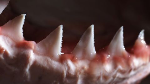 Didžiojo baltojo ryklio dantys ir žandikaulis eksponuojami Sidnėjuje, Australijoje.  Daugelis ryklių šiandien turi trikampius dantis, kurie yra plokšti ir dantyti, panašūs į kepsnio peilį, padedantys jiems įkąsti grobio gabalus.