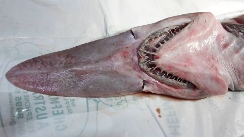 A rare goblin shark was caught by fishermen off Green Cape on the Australian coast. Goblin sharks, which are recognizable due to their large jaw proturusion, have needle-like teeth used for piercing fish.
