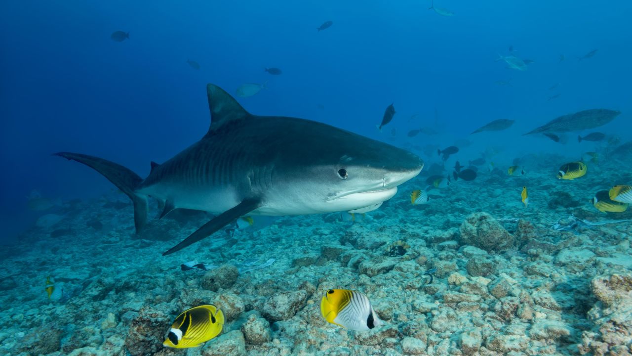 A Tiger Shark swims over coral reef in Fuvahmulah, Maldives. After millions of years of adaptations, more than 500 species of sharks swim the planet's oceans today, and sharks are found in almost every type of ocean habitat. 