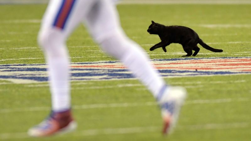 A black cat halted the Cowboys-Giants NFL game with a thrillingly furry  touchdown