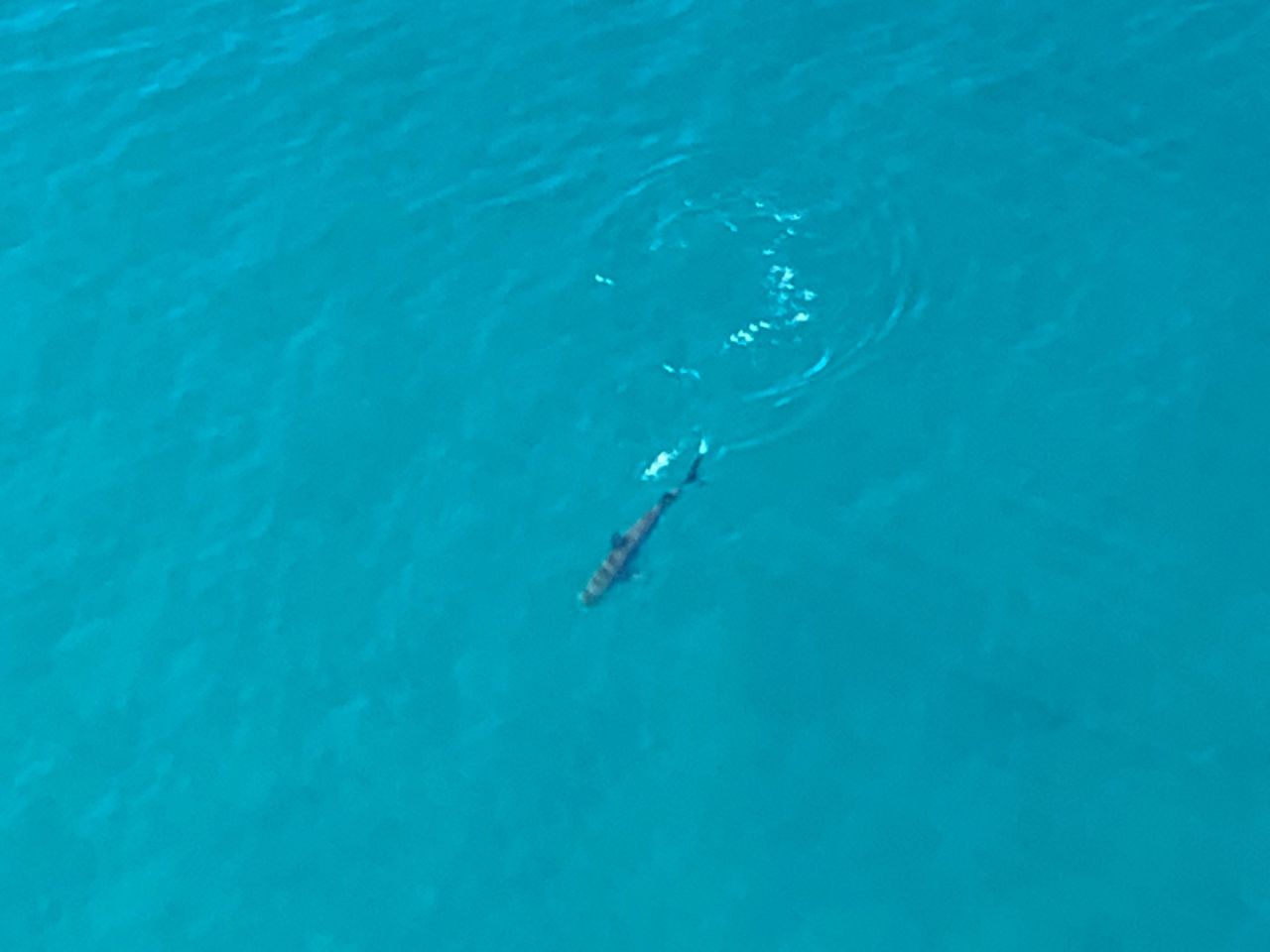 Maui sharks spotted for second day in a row in Hawaii, forcing beaches