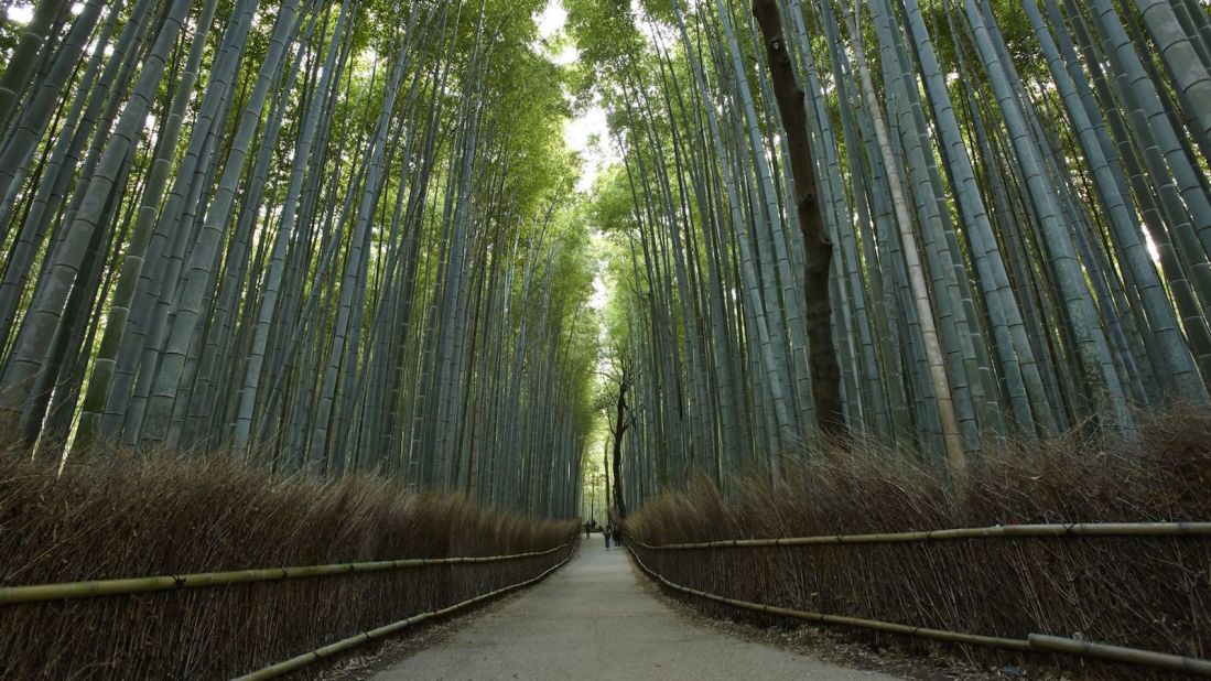Green stems of bamboo forest. Arashiyama, Kyoto, Japan Stock Photo