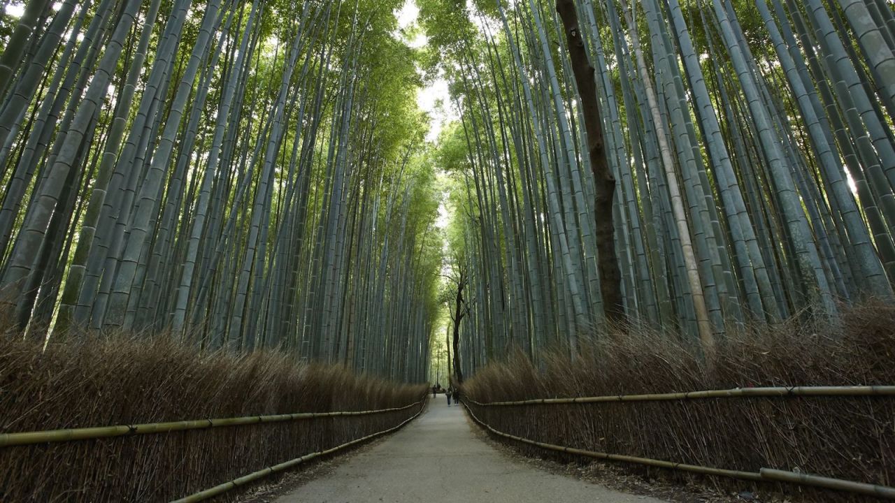 <strong>Kyoto's Sagano Bamboo Forest: </strong>This beautiful grove in western Kyoto is often featured on website lists highlighting the most beautiful woodlands in the world. 