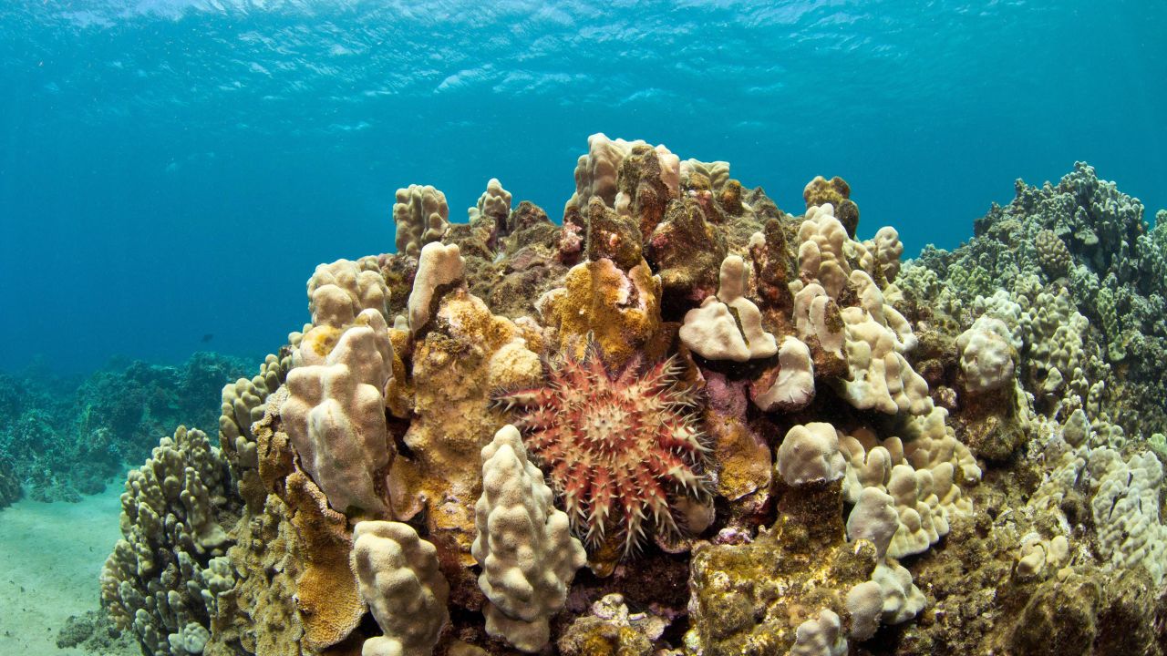 Coral reef in Lahaina, Maui, Hawaii,