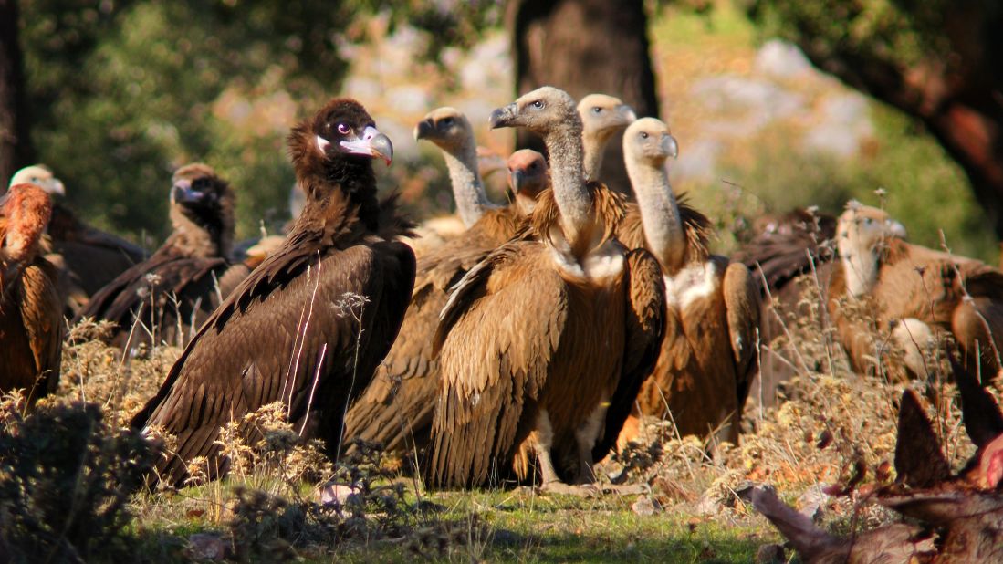 <strong>Fauna:</strong> Griffon vultures can be viewed at the Monfragüe National Park near the small town of Guadalupe. 