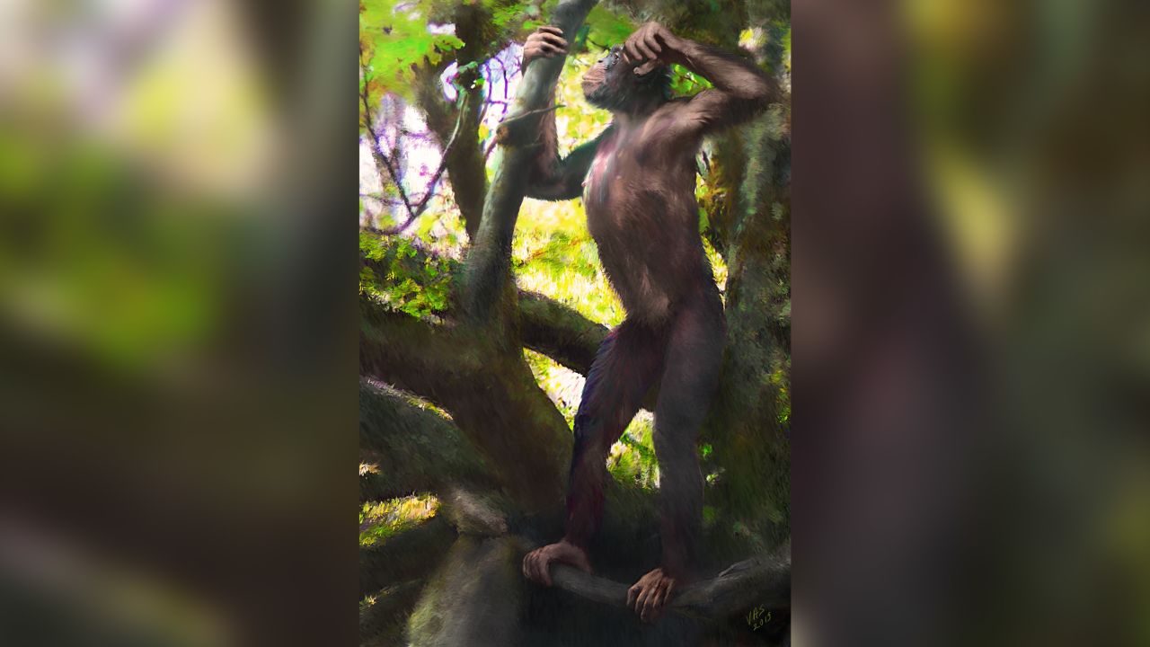 An artist's impression of what a male Danuvius probably looked like some 12 million years ago.