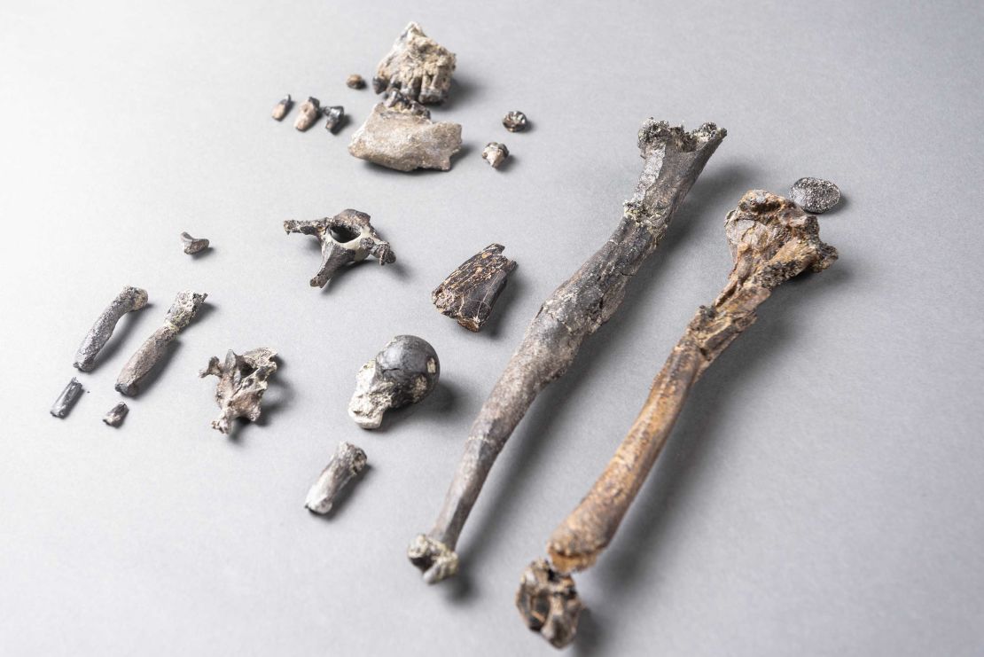 The 21 bones of the most complete partial skeleton of a male Danuvius.
